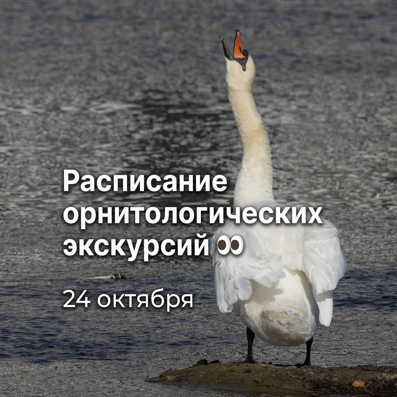 Орнитологическая экскурсия «Пернатые Городского бора и пруда Коммунар»