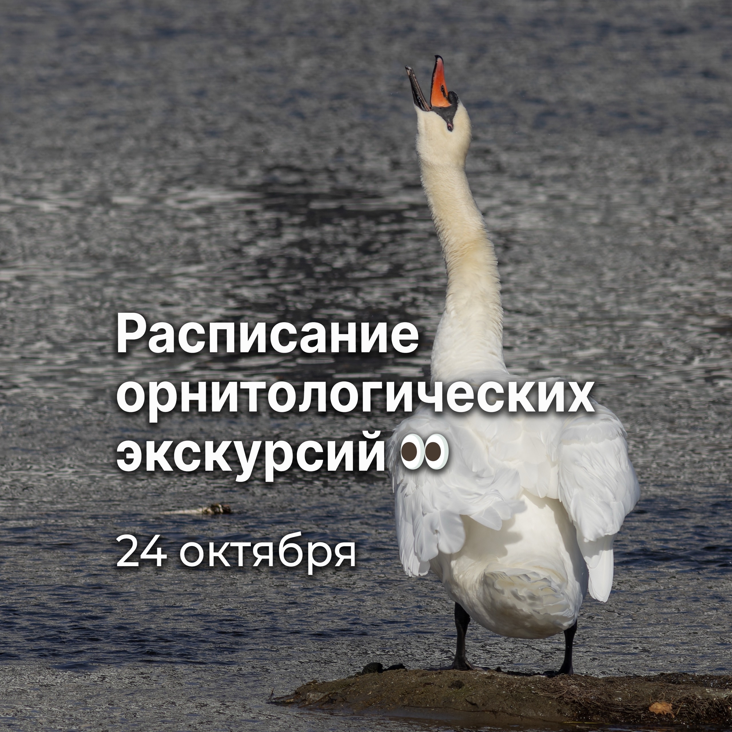 Орнитологическая экскурсия «Пернатые Городского бора и пруда Коммунар»
