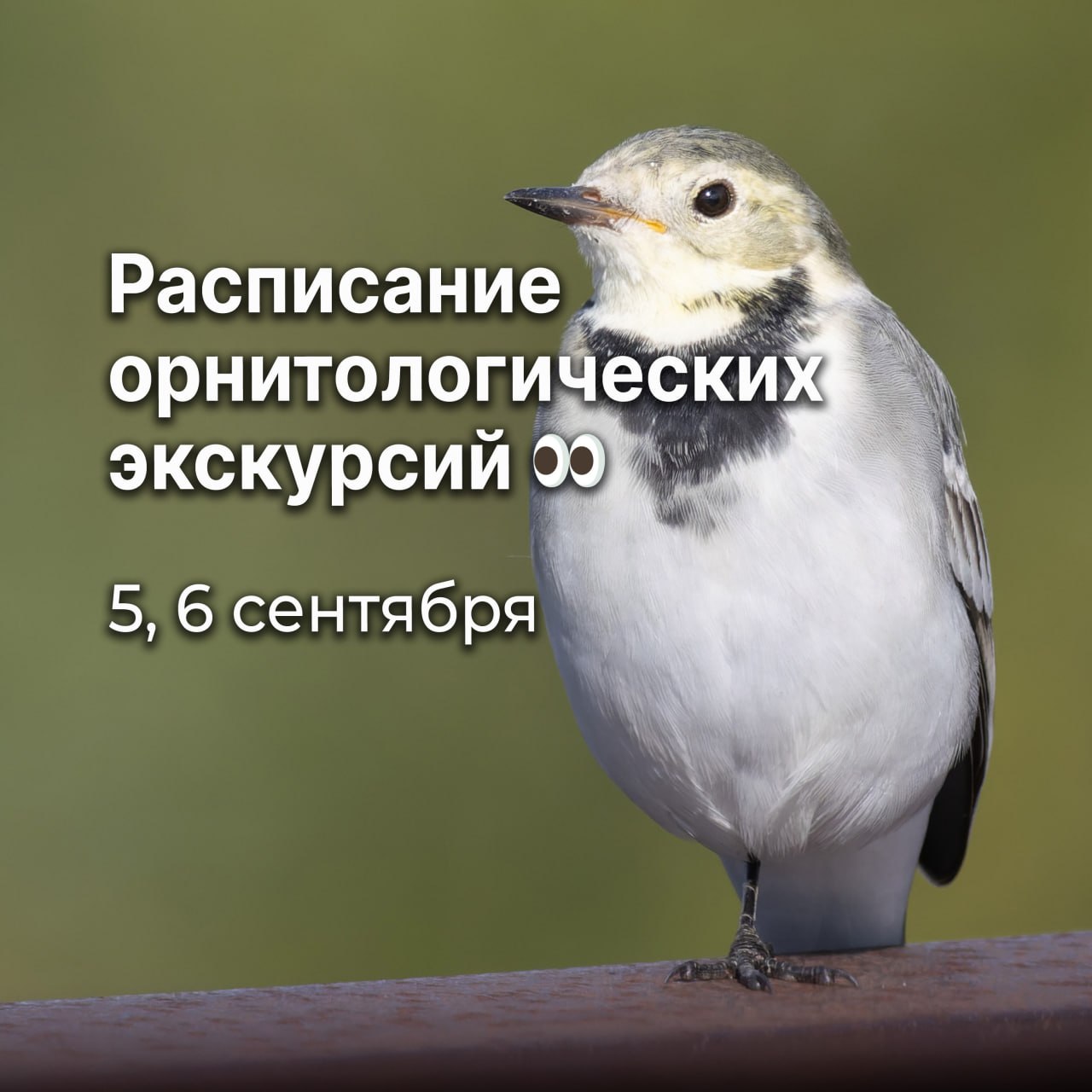 Орнитологическая экскурсия «Пернатые Городского бора и пруда Коммунар»