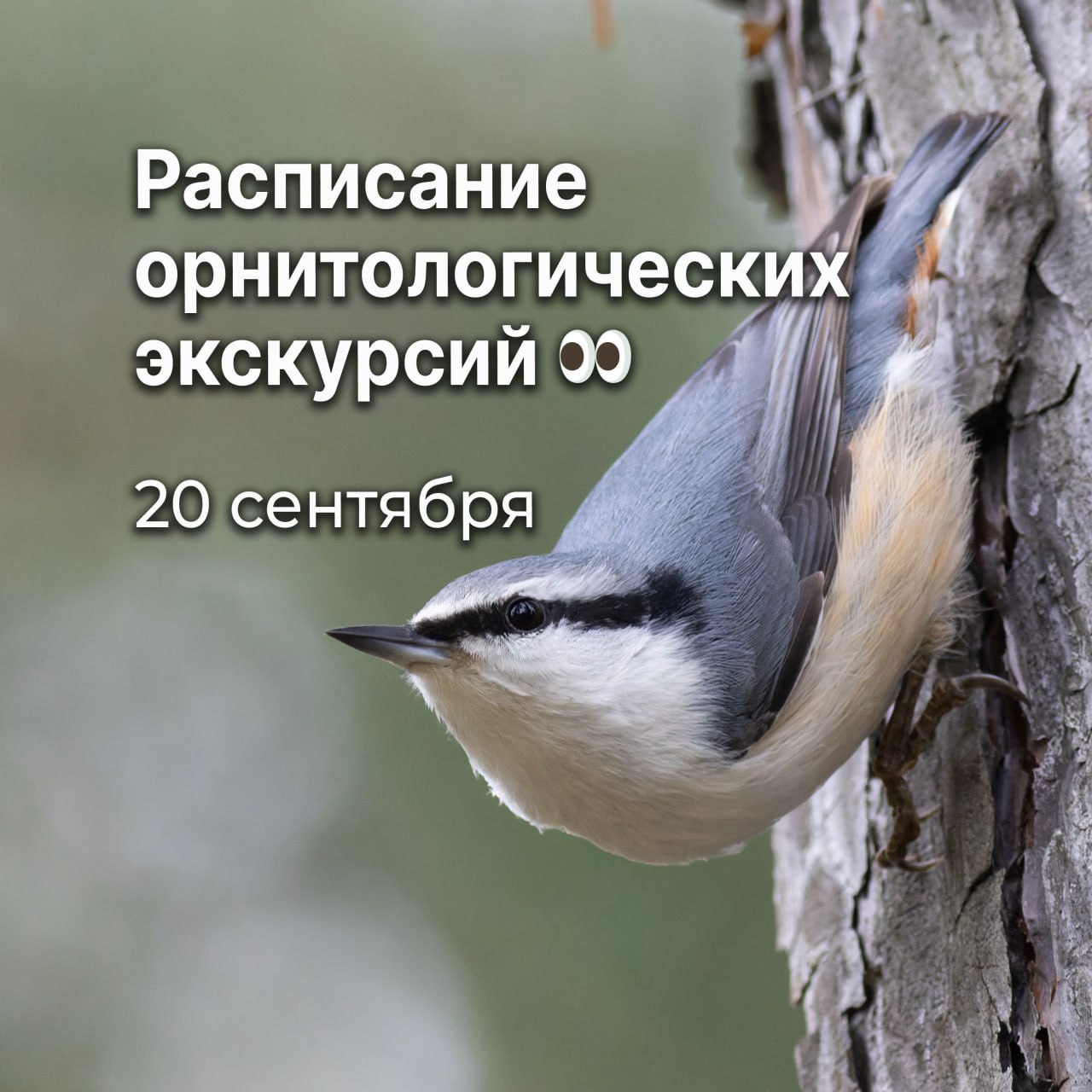 Орнитологическая экскурсия «Пернатые Городского бора и пруда Коммунар»
