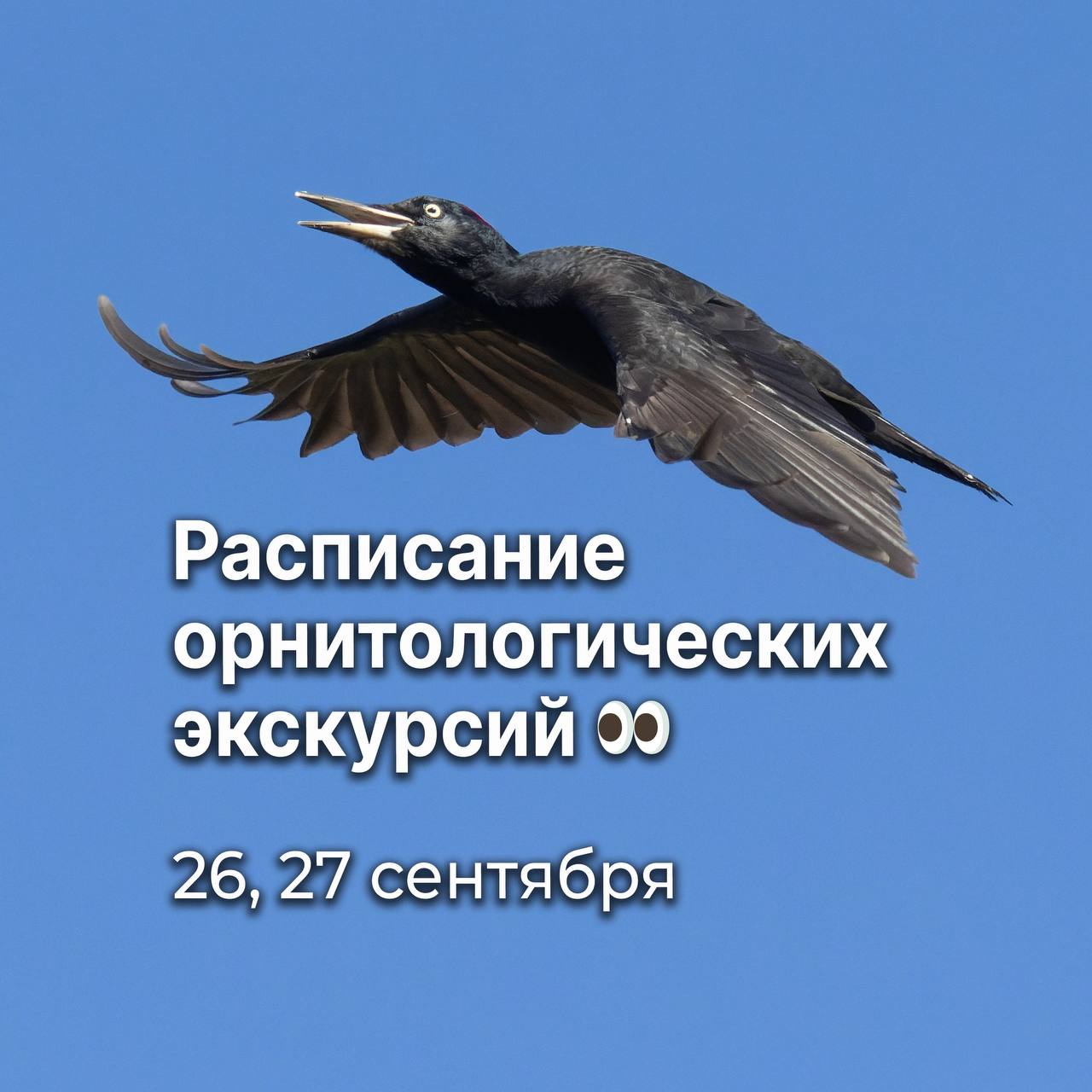 Орнитологическая экскурсия «Пернатые Городского бора и пруда Коммунар»