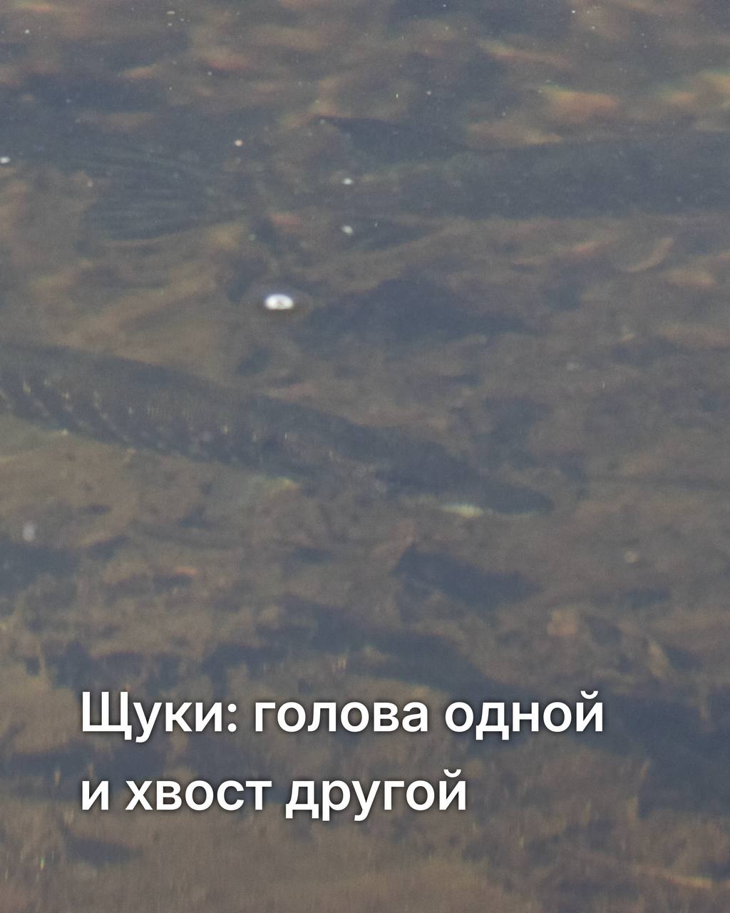Орнитологическая экскурсия: новый маршрут от вантового моста до Монахов