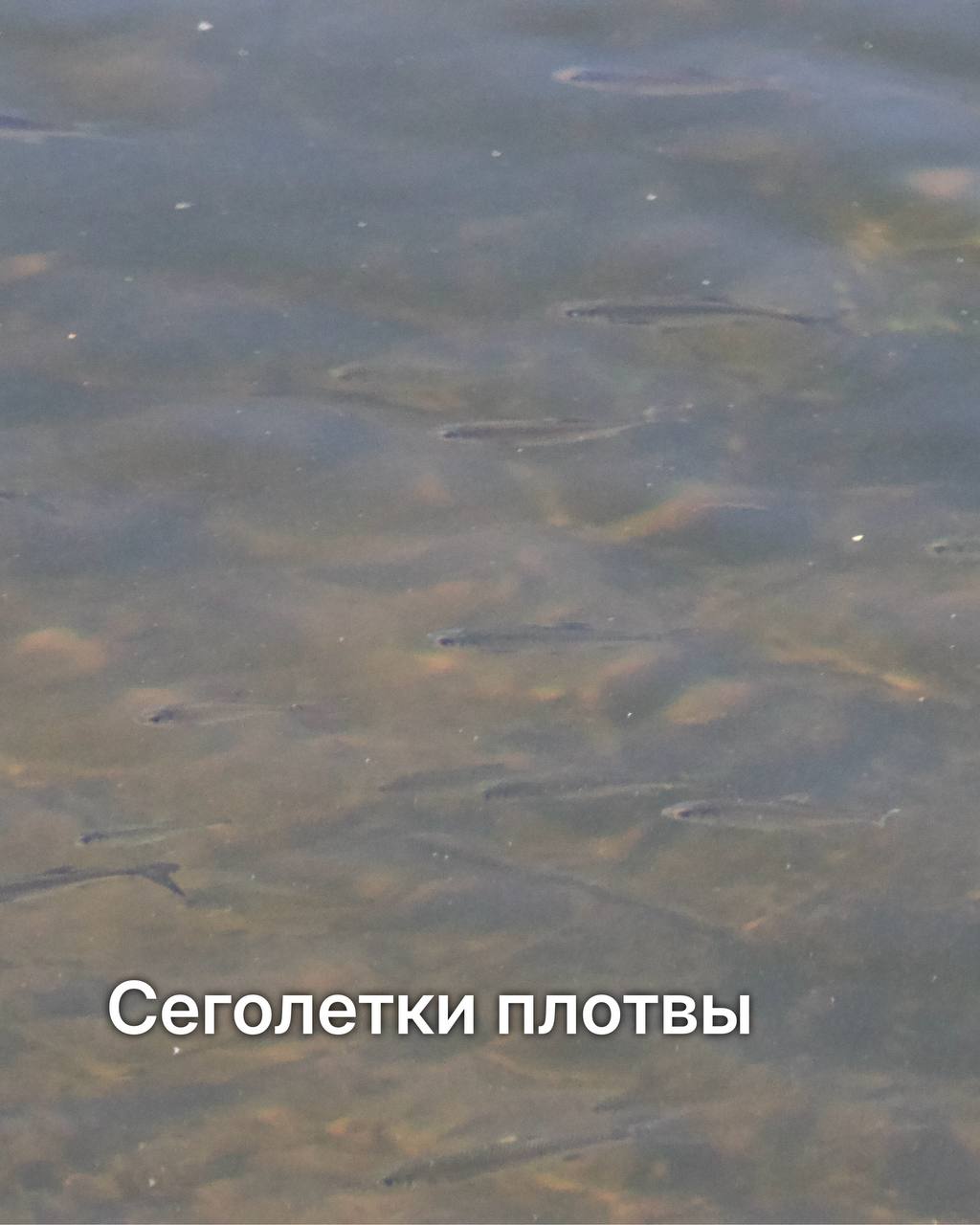 Орнитологическая экскурсия: новый маршрут от вантового моста до Монахов